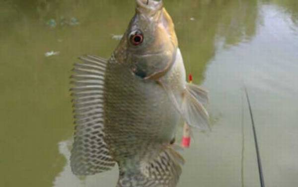 钓罗非鱼用什么小药?