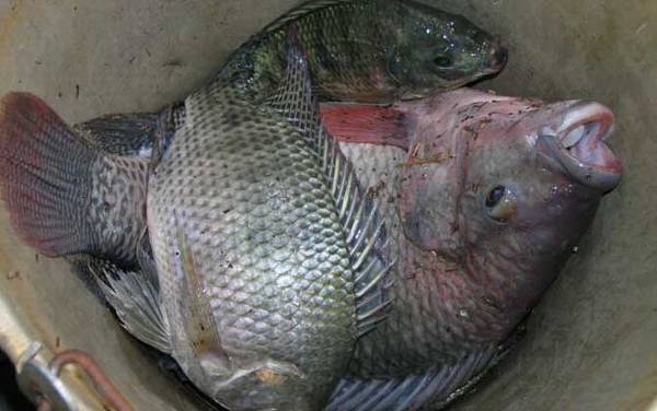 钓罗非鱼用什么小药?