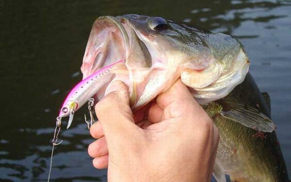 路亚鲈鱼用什么假饵?