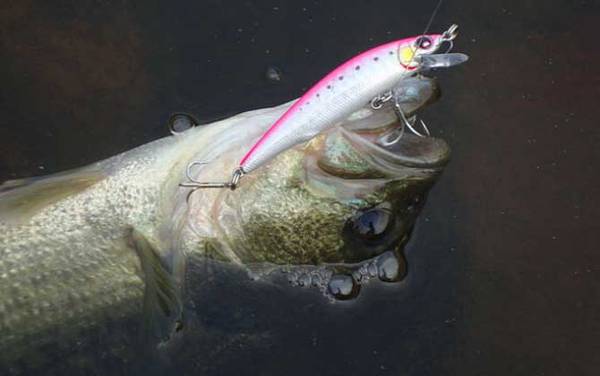 路亚鲈鱼用什么假饵?