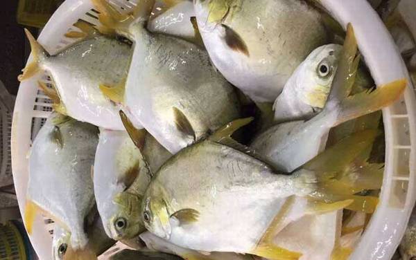 钓金鲳鱼用什么饵料?