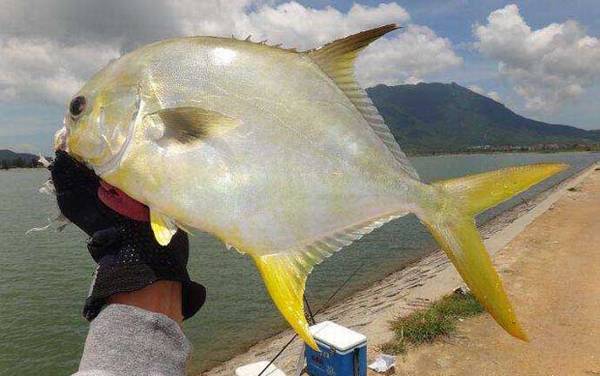 钓金鲳鱼用什么饵料?