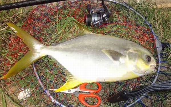 钓金鲳鱼用什么饵料?