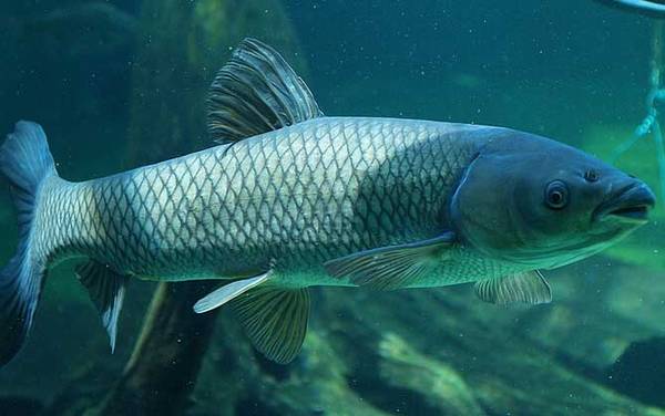 野钓草鱼用什么饵最好?