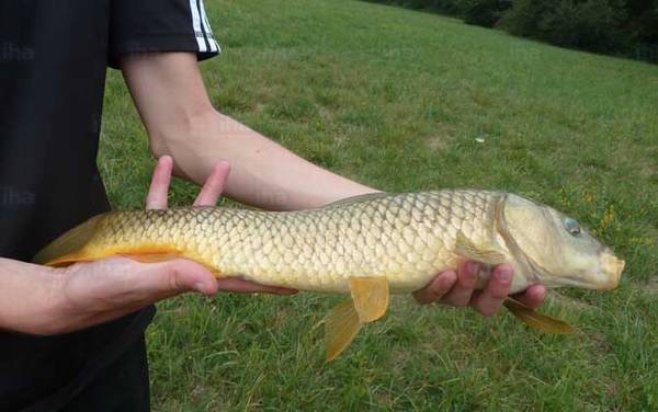 野钓草鱼用什么饵最好?