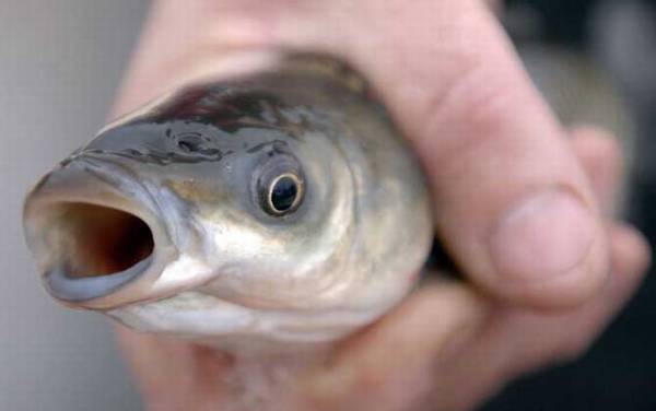 野钓草鱼用什么饵最好?