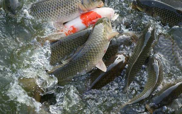 野钓草鱼用什么饵最好?