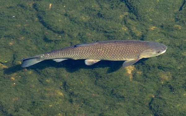 春天钓草鱼用什么饵料?