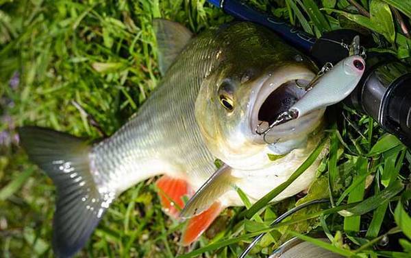 春天钓草鱼用什么饵料?