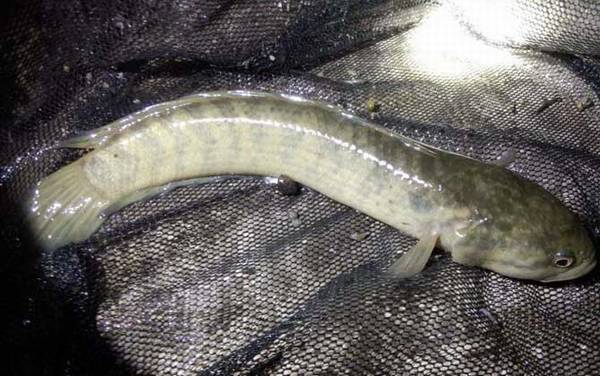 传统钓黑鱼用什么饵好?