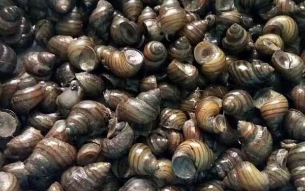 钓鱼饵料种类大全及介绍