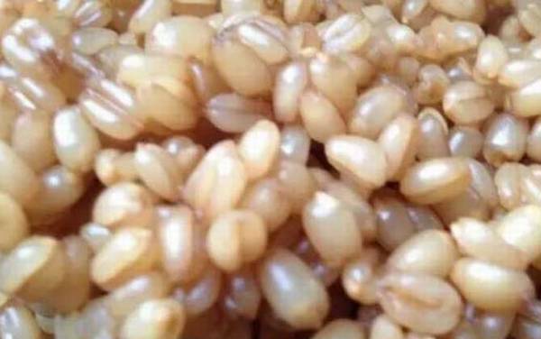 鲫鱼饵料大全及简单用法