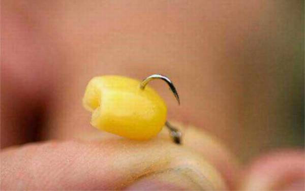 草鱼饵料大全及简单用法