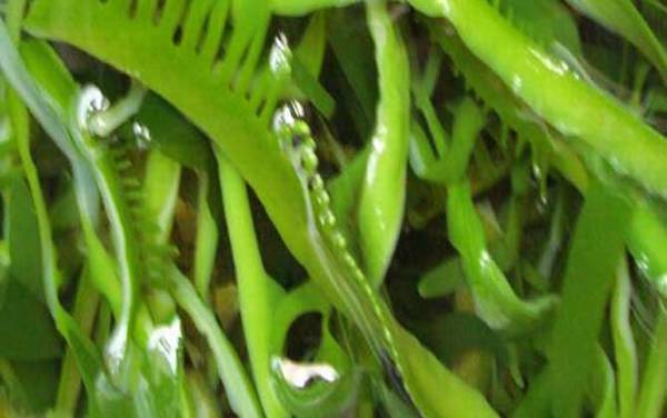 海钓鱼饵种类大全及适钓鱼种