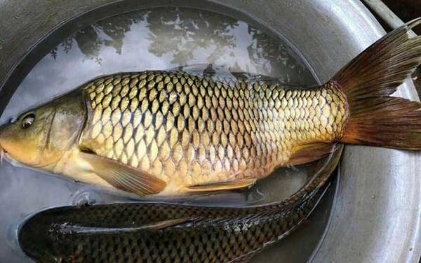 用什么钓鲤鱼效果最好?