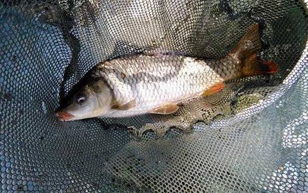 用什么钓鲤鱼效果最好?