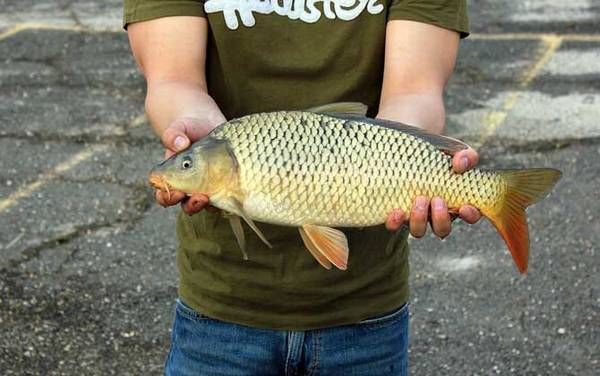 四季钓鲤鱼饵料配方大全