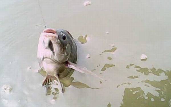 冬季钓鱼用什么鱼饵?