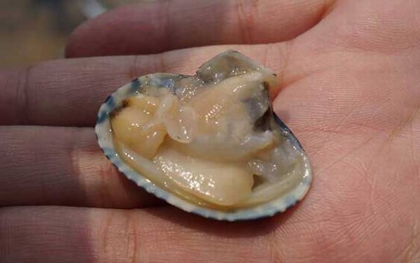 海钓用什么鱼饵?