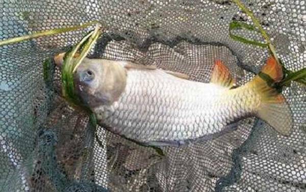 海竿钓鲤鱼用什么饵料?