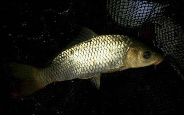 田螺肉和玉米粒钓鲤鱼哪个好?