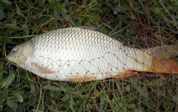 晚上野钓鲤鱼用什么饵料最好?