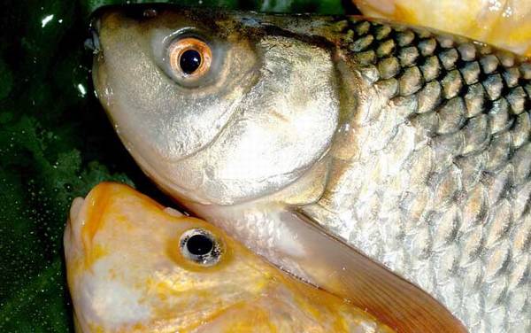 四季钓鲫鱼饵料配方大全