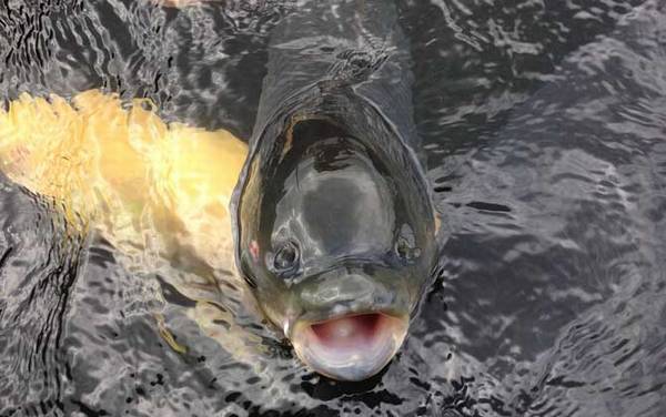 四季钓鲫鱼饵料配方大全