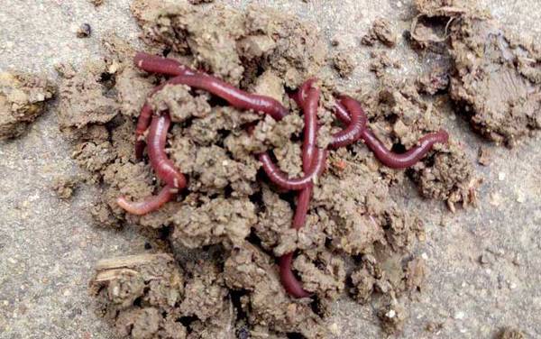 蚯蚓钓鱼用什么打窝?