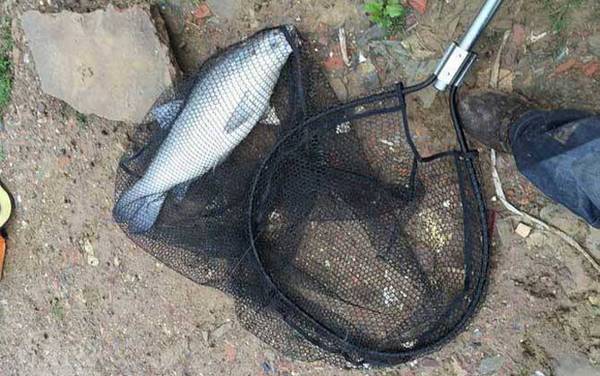 水库钓鱼用什么饵料?