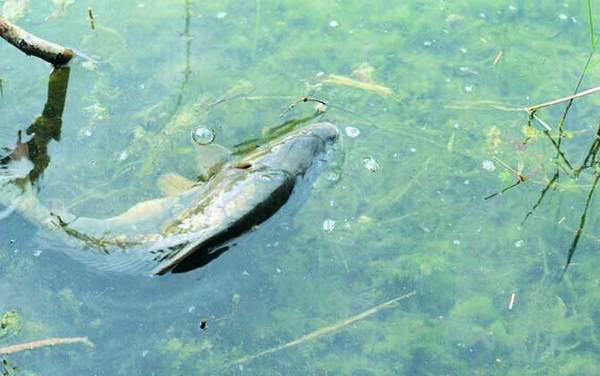 水库钓鱼用什么饵料?
