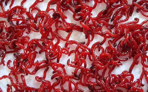 红虫钓鱼真的危险吗?