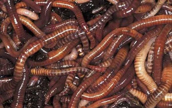 丁香油钓鱼饵料怎么制作?