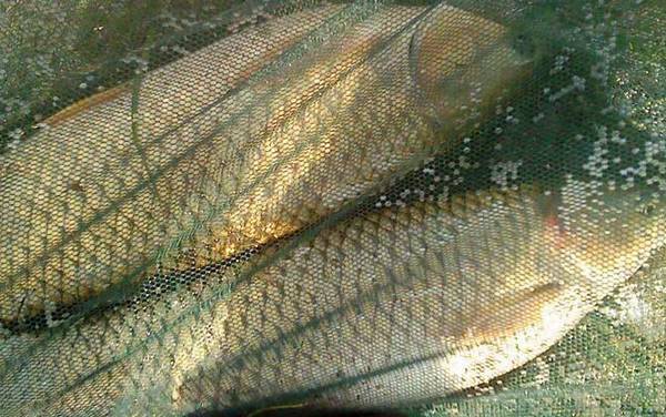 丁香油钓鱼饵料怎么制作?