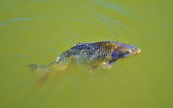 自制钓鱼药酒配方大全