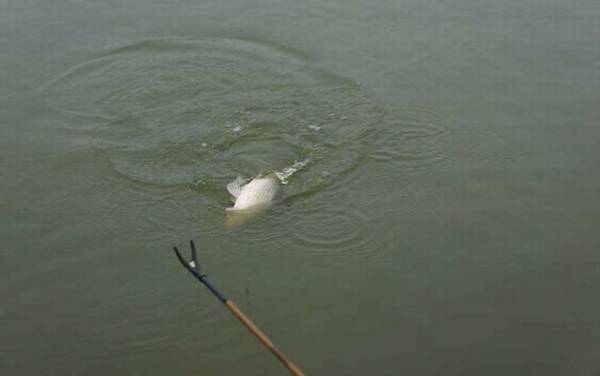 丁香油钓鱼饵料怎么制作?
