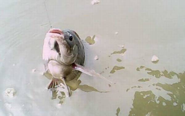 冬季钓鱼用什么小药?