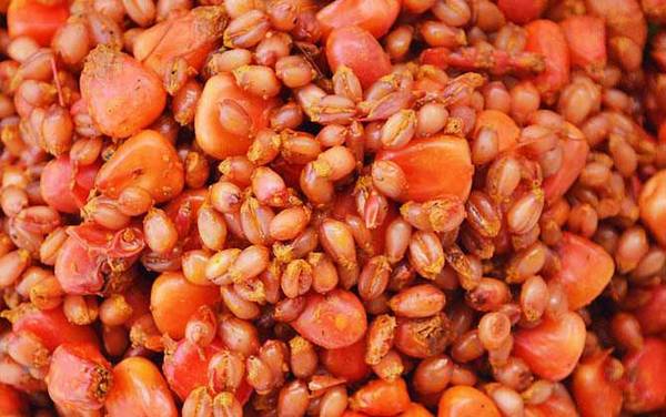 野钓用什么饵料好?