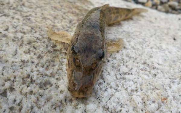 溪流钓用什么钓饵?