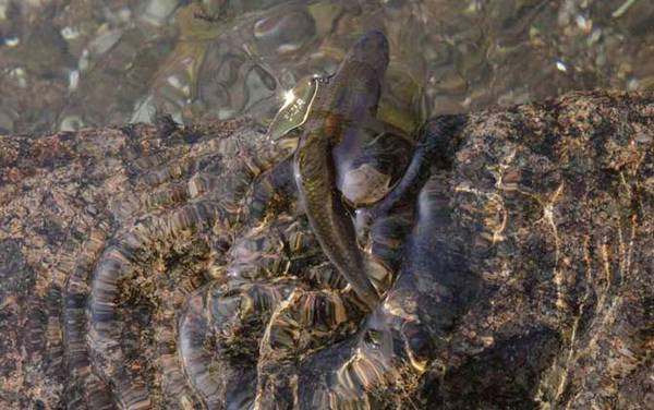 溪流钓用什么钓饵?