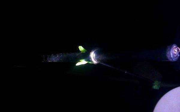 夜钓用什么饵料好?