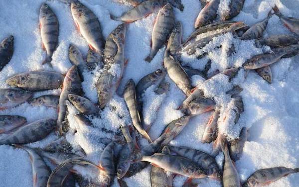 冰钓用什么窝料最好?