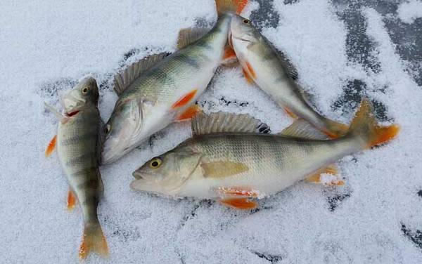 冰钓用什么窝料最好?