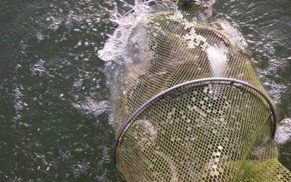 筏钓用什么饵料?