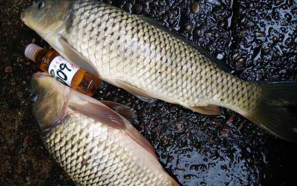 钓鲤鱼小药哪种最好?