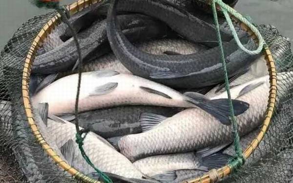 钓青鱼用什么小药?