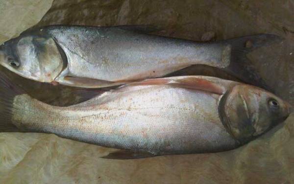 钓鲢鱼饵料配方大全