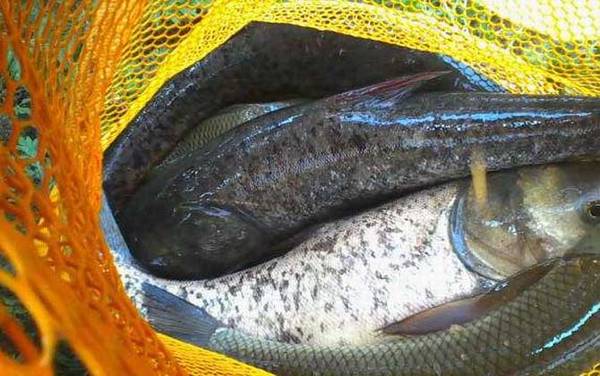 钓鳙鱼饵料配方大全