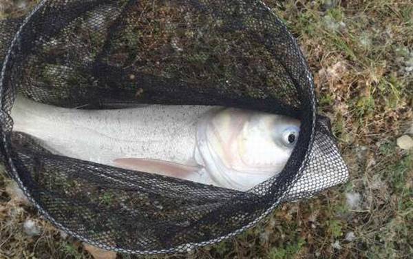 钓鳙鱼饵料配方大全