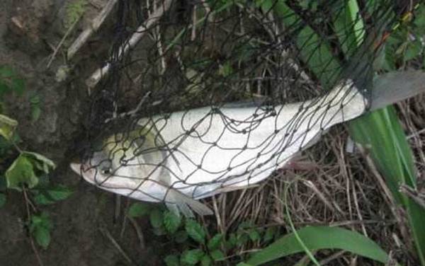 钓鳙鱼用什么饵最好?